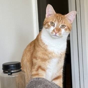 Rescue Domestic Short Hair Cats for Adoption in Los Angeles, California - August | PetCurious
