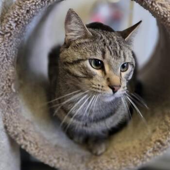Domestic Short Hair Cats Available for Adoption in Pittsford, Vermont - Kevin | PetCurious