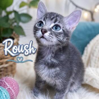 Roush -  Domestic Short Hair Cat for Adoption in Inman, South Carolina - Roush | PetCurious