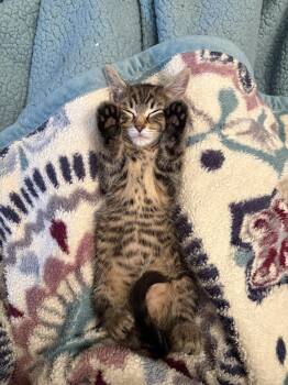 RICHIE -  Tabby Cat for Adoption in Hillsboro, Oregon - RICHIE | PetCurious