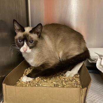 Rhythm -  Siamese Cat for Adoption in Westminster, California - Rhythm | PetCurious