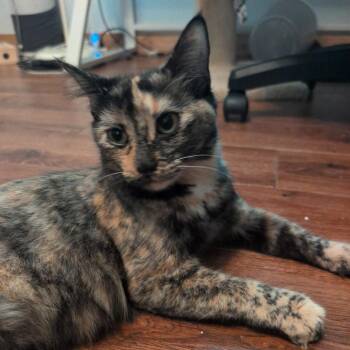 Midge -  Domestic Short Hair Cat for Adoption in Houston, Texas - Midge | PetCurious