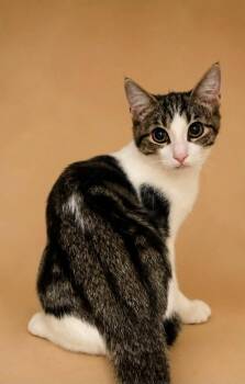 Norman -  Domestic Short Hair Cat for Adoption in Columbia, Tennessee - Norman | PetCurious