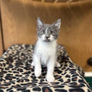 Domestic Short Hair Cats Available for Adoption in Fargo, North Dakota - Nickel--In Foster | PetCurious