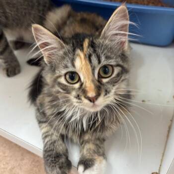 Bangle -  Domestic Long Hair Cat for Adoption in Kanab, Utah - Bangle | PetCurious
