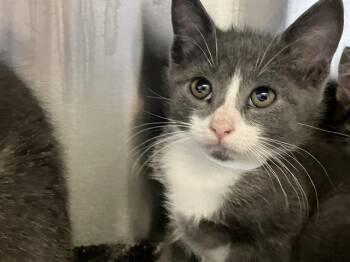 Rescue Domestic Short Hair Cats for Adoption in Tustin, California - DUDE | PetCurious