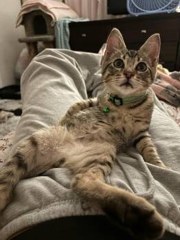 Leo -  Domestic Short Hair Cat for Adoption in San Diego, California - Leo | PetCurious