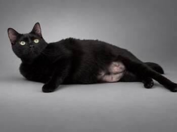 Pumpkin~SPONSORED! -  Domestic Short Hair Cat for Adoption in Bowling Green, Kentucky - Pumpkin~SPONSORED! | PetCurious