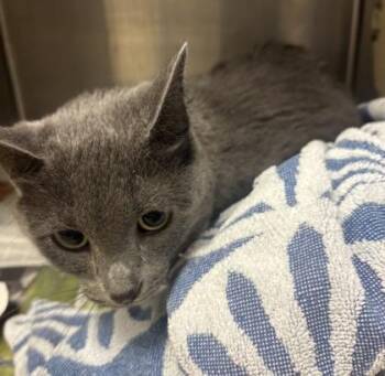 Verona -  Domestic Short Hair Cat for Adoption in Chamblee, Georgia - Verona | PetCurious