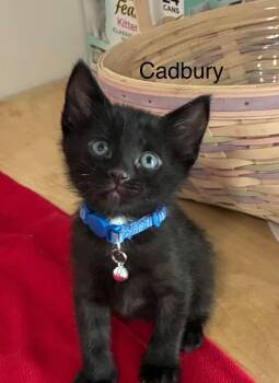 Domestic Short Hair Cats Available for Adoption in Syracuse, Indiana - Cadbury | PetCurious