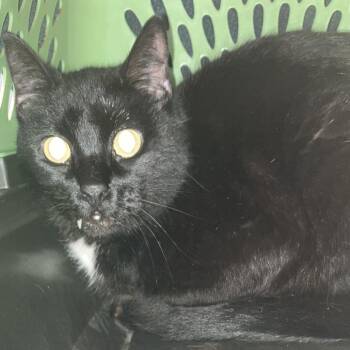 Elmo -  Domestic Short Hair Cat for Adoption in Grand Rapids, Michigan - Elmo | PetCurious