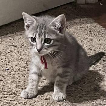 Toast Crunch -  Domestic Short Hair Cat for Adoption in Bentonville, Arkansas - Toast Crunch | PetCurious