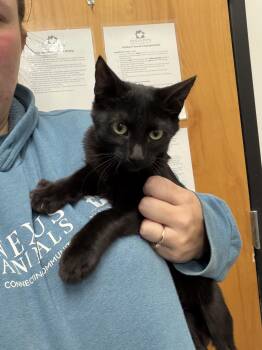 Rescue Domestic Short Hair Cats for Adoption in El Reno, Oklahoma - Lily | PetCurious