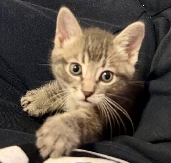 Ricky -  Tabby and Domestic Short Hair Cat for Adoption in Vaughan, Ontario - Ricky | PetCurious