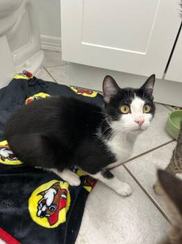 Simon -  Domestic Short Hair Cat for Adoption in Mountain Home, Arkansas - Simon | PetCurious