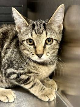 Rescue Domestic Short Hair Cats for Adoption in Wichita, Kansas - Tabs | PetCurious