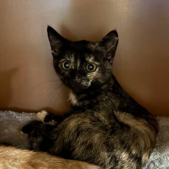 Rescue Domestic Short Hair Cats for Adoption in Middlebury, Vermont - Scarlett | PetCurious