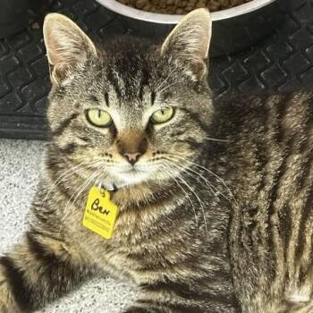 Ben - Gentle and Lots of Fun -  Tabby Cat for Adoption in Hoquiam, Washington - Ben - Gentle And Lots Of Fun | PetCurious