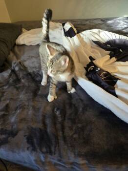 Domestic Short Hair Cats Available for Adoption - Lara | PetCurious