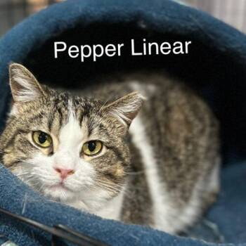 Pepper Linnear -  Domestic Short Hair Cat for Adoption in Tipp City, Ohio - Pepper Linnear | PetCurious