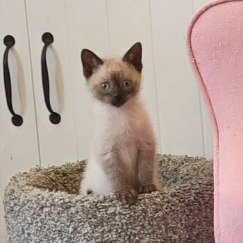Carl Dean -  Siamese Cat for Adoption in Wyandotte, Michigan - Carl Dean | PetCurious
