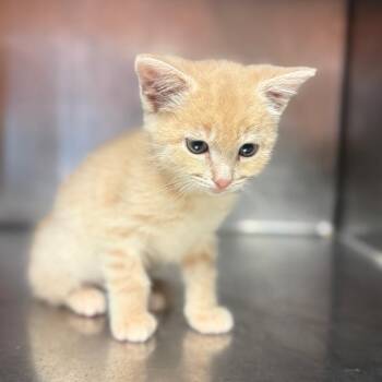 Jason 3552 -  Domestic Short Hair Cat for Adoption in Hamilton, Georgia - Jason 3552 | PetCurious