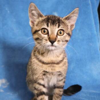 Tiger -  Domestic Short Hair Cat for Adoption in Saint Charles, Missouri - Tiger | PetCurious