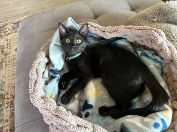 Max 6 -  Domestic Short Hair Cat for Adoption in Tucson, Arizona - Max 6 | PetCurious