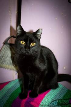 Rescue Domestic Short Hair Cats for Adoption in Greensburg, Indiana - Iceburg | PetCurious