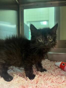 Domestic Medium Hair Cats Available for Adoption in Disputanta, Virginia - Sumpter | PetCurious