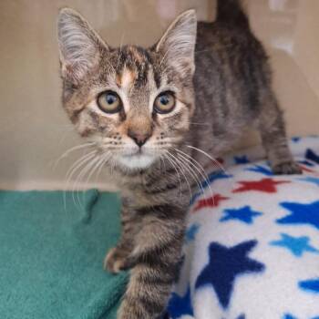 Meowly Cyrus -  Domestic Short Hair Cat for Adoption in Attica, New York - Meowly Cyrus | PetCurious
