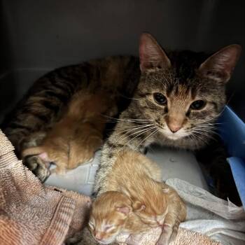 Mama May -  Domestic Short Hair Cat for Adoption in Campton Hills, Illinois - Mama May | PetCurious