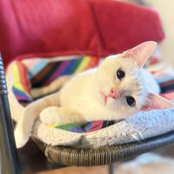 Phoebe -  Siamese Cat for Adoption in Long Beach, California - Phoebe | PetCurious