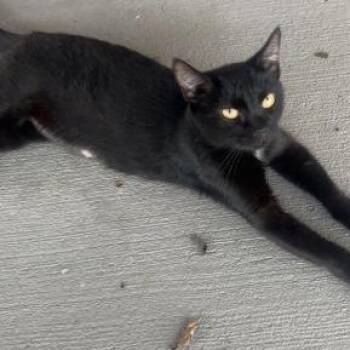 Malia -  Domestic Short Hair Cat for Adoption in Georgetown, Kentucky - Malia | PetCurious