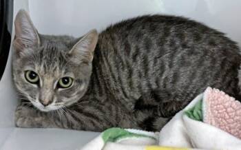 Rescue Domestic Short Hair Cats for Adoption in Roseville, California - Charlotte | PetCurious