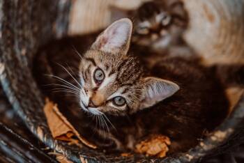 Rescue Domestic Short Hair Cats for Adoption in Le Mars, Iowa - Dr. Chilton (Blue Collar) | PetCurious