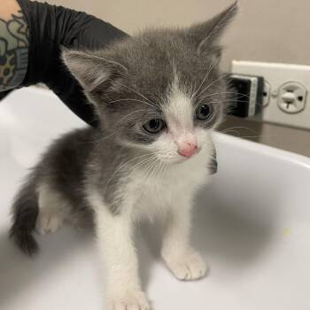 Gooseberry -  Domestic Short Hair Cat for Adoption in Chicago, Illinois - Gooseberry | PetCurious