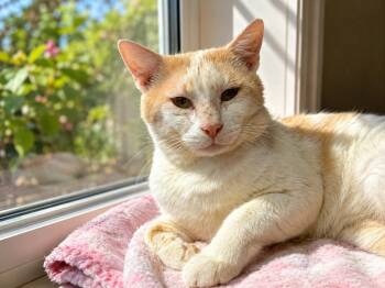 Greg -  Domestic Short Hair Cat for Adoption in Sebastian, Florida - Greg | PetCurious