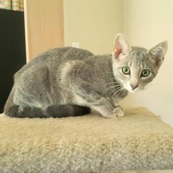 Broccoli -  Domestic Short Hair Cat for Adoption in Brighton, Missouri - Broccoli | PetCurious