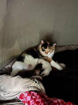 Sally -  Domestic Short Hair Cat for Adoption in Shawnee, Oklahoma - Sally | PetCurious
