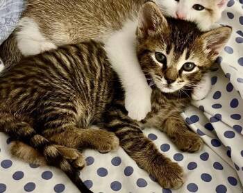 Domestic Short Hair Cats Available for Adoption in Sebastian, Florida - Gatsby | PetCurious