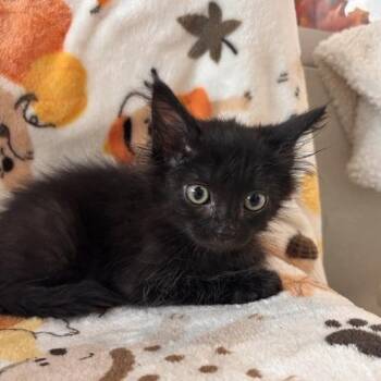 Midnight Snack -  Domestic Medium Hair Cat for Adoption in Phoenix, Arizona - Midnight Snack | PetCurious