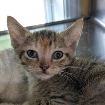 Cappuccino -  Domestic Short Hair Cat for Adoption in Huntsville, Arkansas - Cappuccino | PetCurious