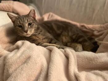 Rescue American Shorthair Cats for Adoption in Raeford, North Carolina - Lucky | PetCurious