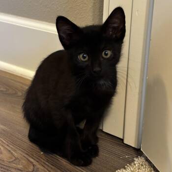 Jeep -  Domestic Short Hair Cat for Adoption in Bentonville, Arkansas - Jeep | PetCurious