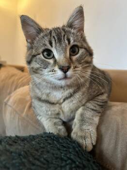 Domestic Short Hair Cats Available for Adoption in Montreal, Quebec - Rillette | PetCurious