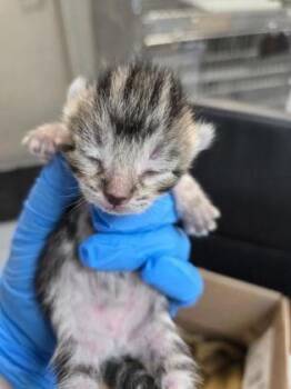 Domestic Short Hair Cats Available for Adoption in Roseville, California - Speck | PetCurious