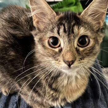 Maple -  Domestic Medium Hair Cat for Adoption in Edmond, Oklahoma - Maple | PetCurious