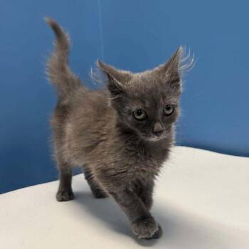 Martina -  Domestic Medium Hair Cat for Adoption in Candler, North Carolina - Martina | PetCurious