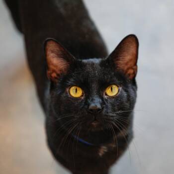 Domestic Short Hair Cats Available for Adoption in Clearwater, Florida - Luffy | PetCurious